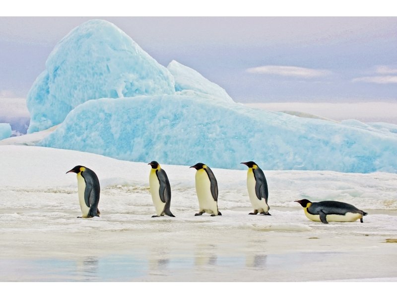 Penguin picture PENGINS120